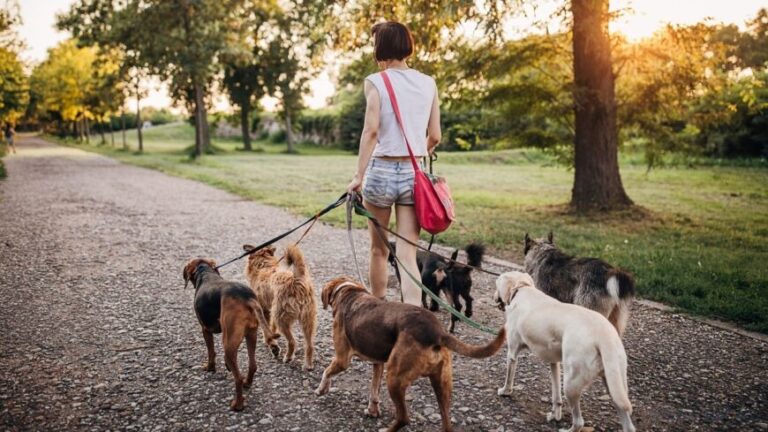 Mejores apps para pasear perros en USA